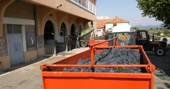 AOC Rasteau Vendanges à la cave de Rasteau