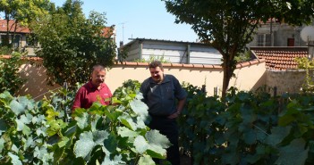 Les cousins Roucous, vignerons à Vitry sur Seine roucous-vigne