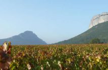 Pic Saint-Loup reconnu AOC ? pic-saint-loup