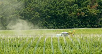 Pesticides et vignes, la coupe est pleine