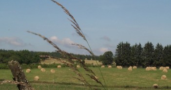 Agriculture française : le vertige de la chute des revenus agricoles
