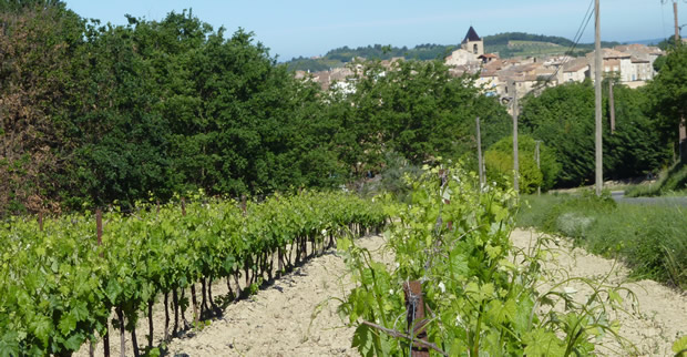 luberon_vigne_LaTour