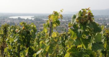 Les vins rhodaniens