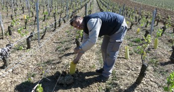 La lutte contre la flavescence dorée met la Bourgogne en émoi