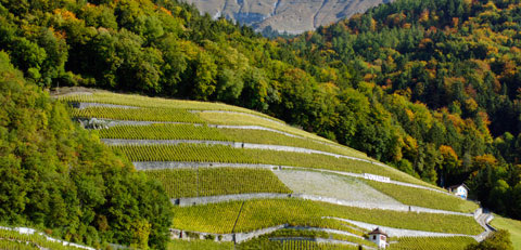 rolas_vignoble
