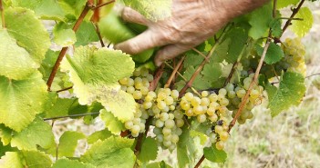 13 cépages identitaires interdits de mention sur les Vins de France sans IG.