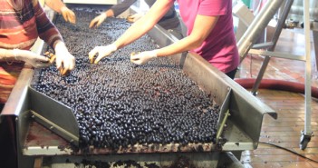 Prometteuses vendanges 2014
