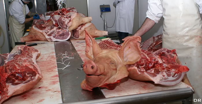 cochon_abattoir