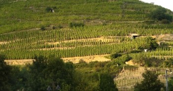 Bonnes bouteilles de Condrieu