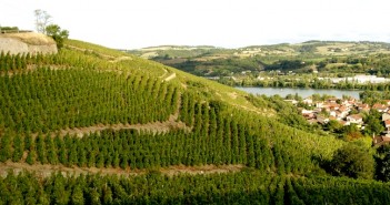 AOC Côte-Rôtie