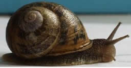 escargo_gris