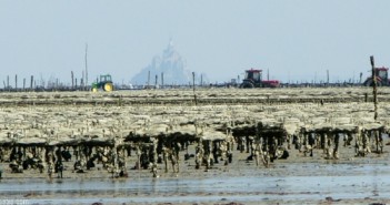 Les huîtres de Cancale