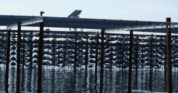 Quand les huîtres de Bouzigues prennent l’air…