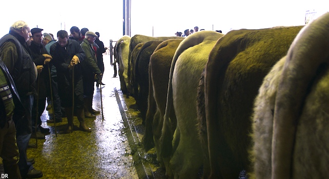 laissac_vache