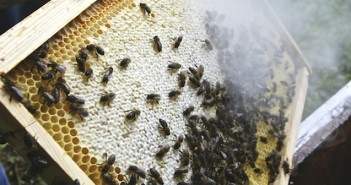 Les abeilles offrent 109 milliards par an de prestations de service