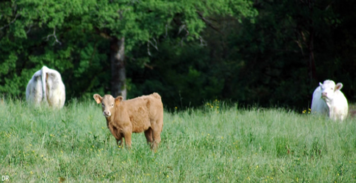 agri_prairie