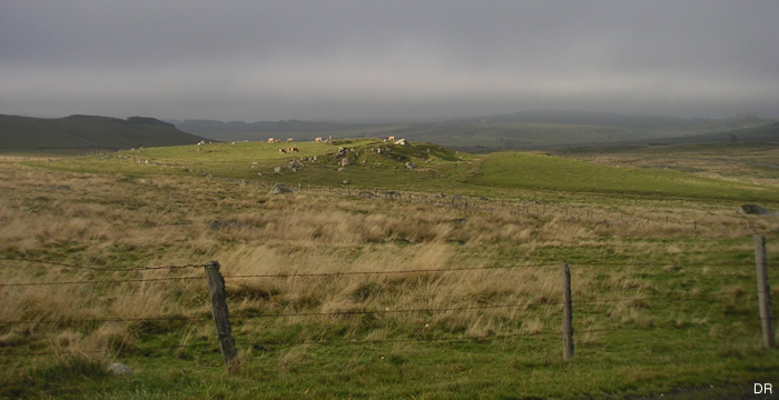 aubrac