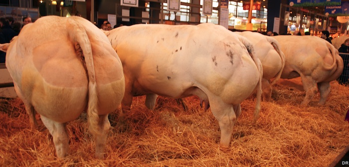 Les postérieurs des vaches Blanc-Bleu au Salon de l'Agriculture 2012