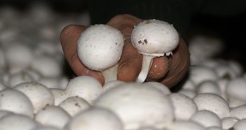Champignons de Paris, le pavillon français en berne