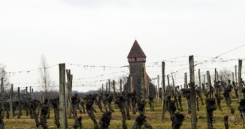 Côtes de Gascogne, l’IGP qui tient à le rester !