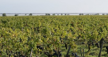 AOC Margaux