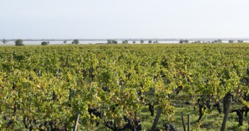 L’AOC Haut-Médoc