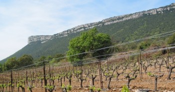 Le vignoble de Pic Saint-Loup
