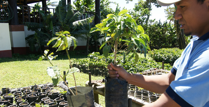 plantations-cafe-pousse