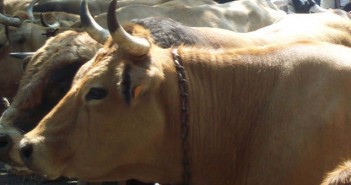 L’IGP Fleur d’Aubrac reconnue par l’Union Européenne