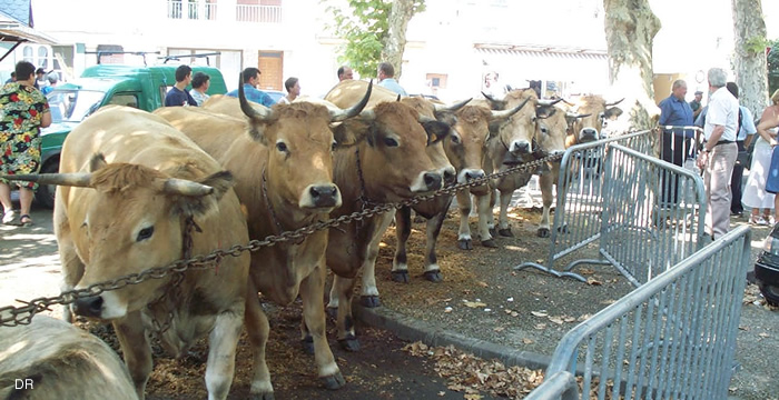 race-aubrac-foire