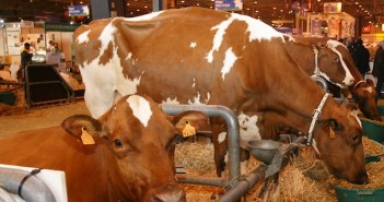 La Maine Anjou enregistrée en AOP