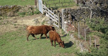 La viande race Salers