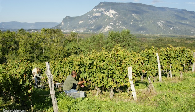 cave de chautagne vin de chautagne