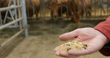 Viande , soja OGM et prairie retournée…