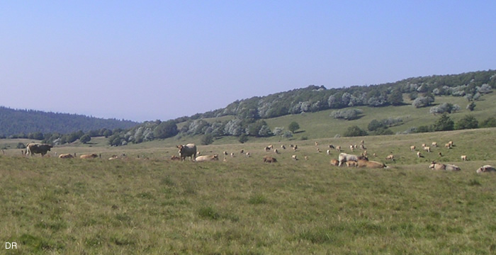 vache-aubrac-estive