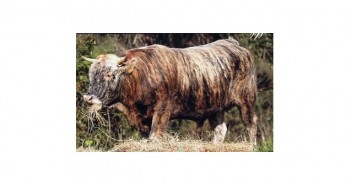 La vache tigre de Corse