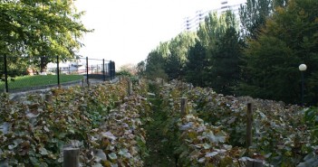 La vigne du Parc Georges Brassens
