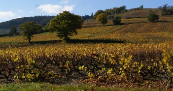 Beaujolais primeurs