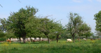 La viande de race normande et le veau de la Vallée d’Auge