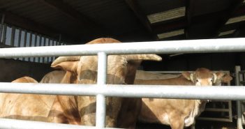 Les vertus d’une viande meilleure, l’exemple de la filière vendéenne