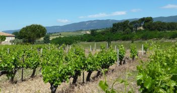 Côtes du Rhône 2015 : une stratégie conquérante