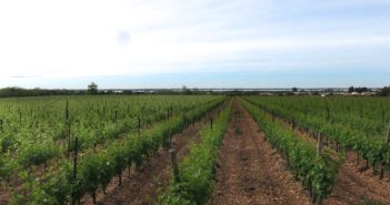 Maître 2013 du Mas du Notaire