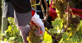 Tardives, petites et anxiogènes vendanges…