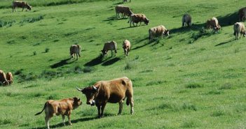 Des vaches Aubrac et Simmental à Rungis pour démontrer les vertus de l’AOP Laguiole