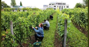 Vendanges à Suresnes, seul vignoble de France avec vue sur la Tour Eiffel