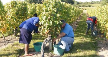 Les vendanges les plus maigres depuis 1945…