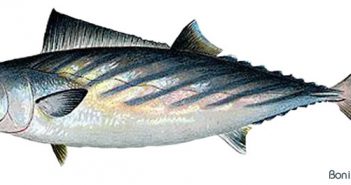 L’UMIH appelle au boycott des poissons issus de la pêche électrique