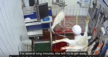 Abattoirs : à quand la video obligatoire !