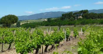 Quelques cuvées d’IGP Vaucluse