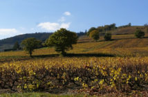 Sélection Brouilly et Côte de Brouilly